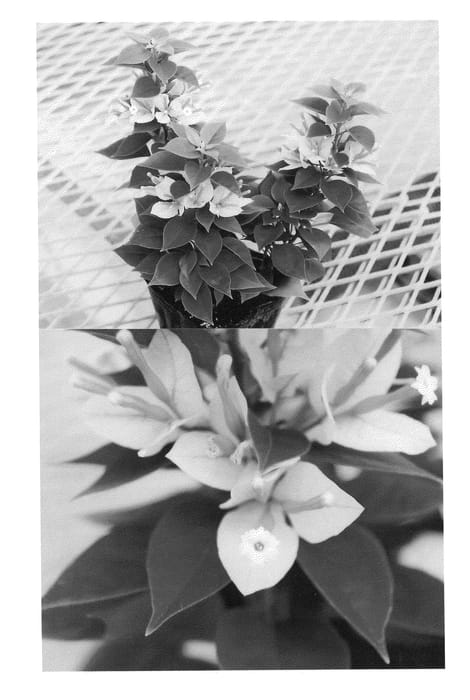 Figure 1 of US plant patent PP22112, the photograph of Sasara printed in the patent.