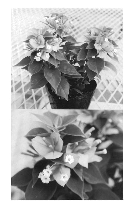 Figure 1 of US plant patent PP22113, the photograph of Kasumi printed in the patent.