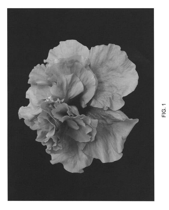 Figure 1 of US plant patent PP22114, the photograph of DUP-BYR printed in the patent.