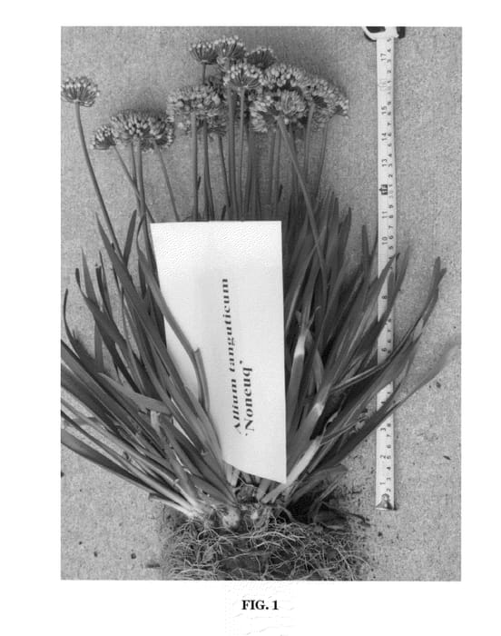 Figure 1 of US plant patent PP22115, the photograph of Noneuq printed in the patent.