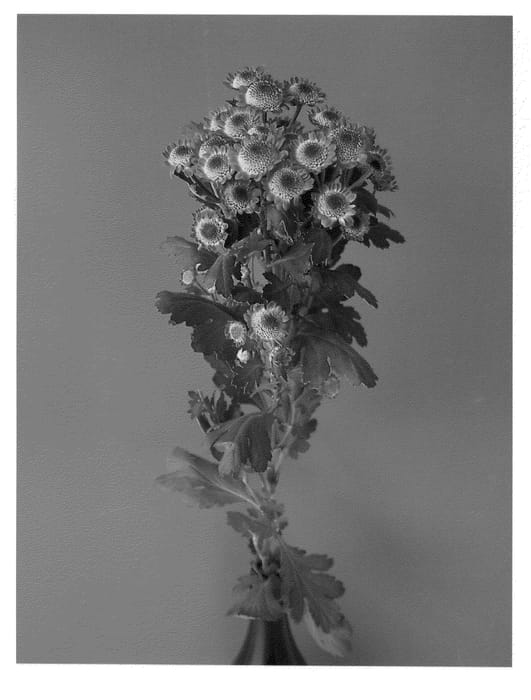 Figure 1 of US plant patent PP22116, the photograph of Dekstarga printed in the patent.