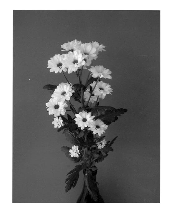 Figure 1 of US plant patent PP22117, the photograph of Dekbouncer printed in the patent.