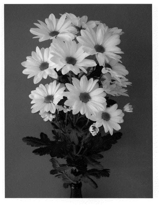 Figure 1 of US plant patent PP22118, the photograph of Dekmajor printed in the patent.