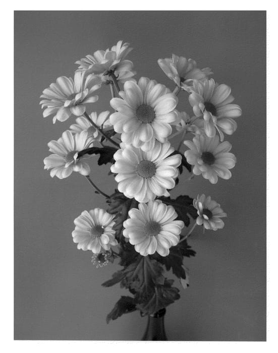 Figure 1 of US plant patent PP22119, the photograph of Dekcatalina printed in the patent.