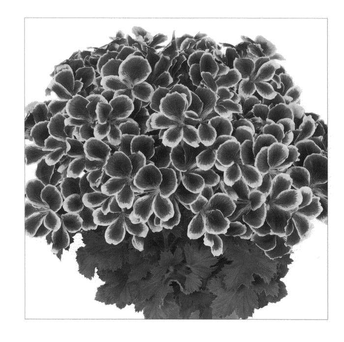 Figure 1 of US plant patent PP22121, the photograph of Kuegrachepi printed in the patent.