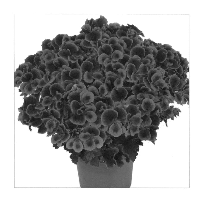 Figure 1 of US plant patent PP22123, the photograph of Kuegrarosal printed in the patent.