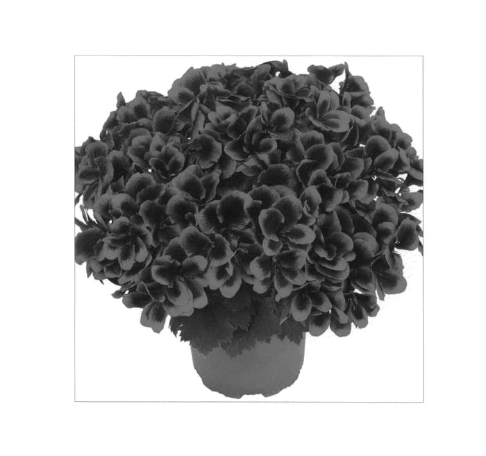 Figure 1 of US plant patent PP22124, the photograph of Kuegraroli printed in the patent.