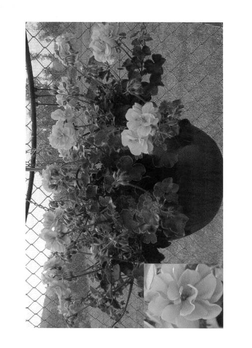 Figure 1 of US plant patent PP22125, the photograph of Zopflair printed in the patent.