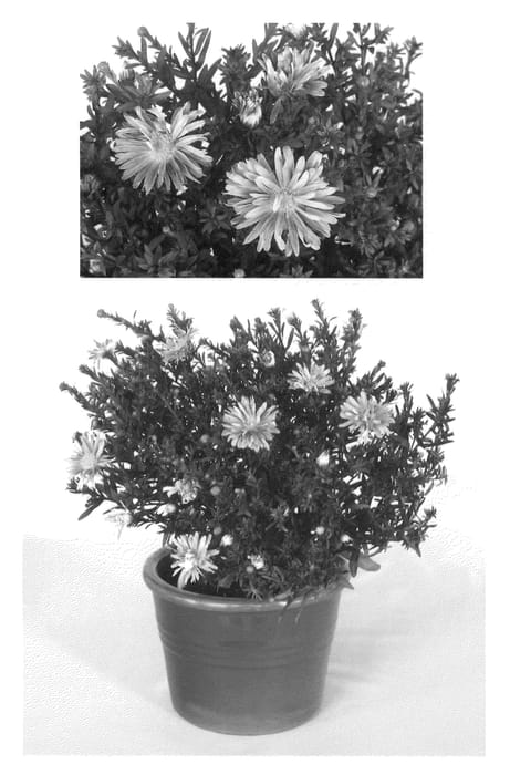 Figure 1 of US plant patent PP22126, the photograph of Kiastlavmi printed in the patent.