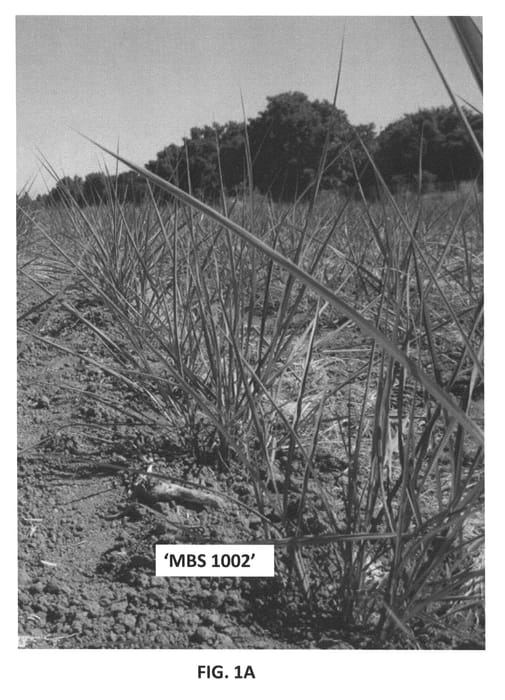 Figure 1 of US plant patent PP22127, the photograph of MBS 1002 printed in the patent.