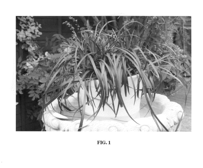 Figure 1 of US plant patent PP22128, the photograph of Yapard printed in the patent.