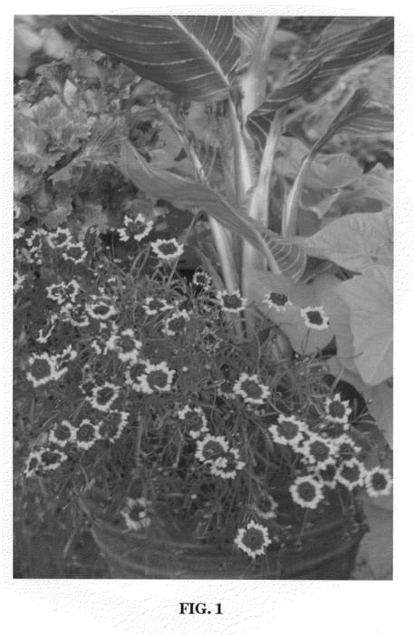 Figure 1 of US plant patent PP22129, the photograph of Salsa printed in the patent.