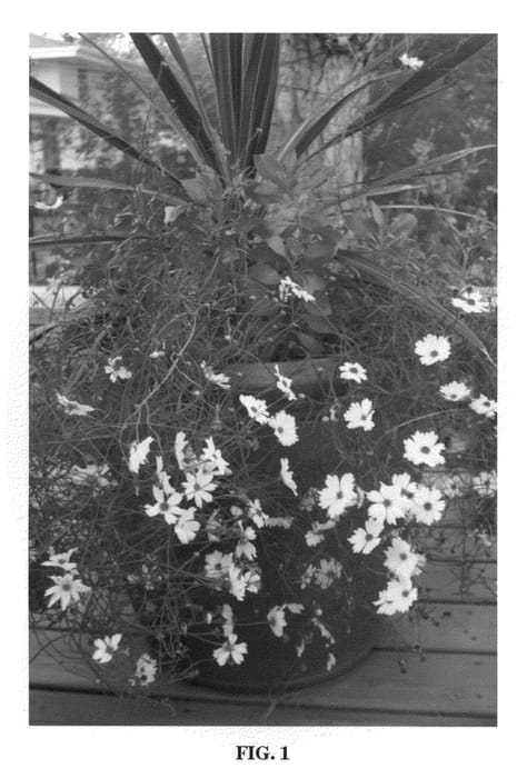 Figure 1 of US plant patent PP22130, the photograph of Limbo printed in the patent.