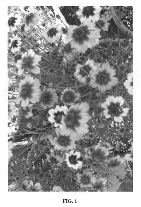 Figure 1 of US plant patent PP22131, the photograph of Mambo printed in the patent.
