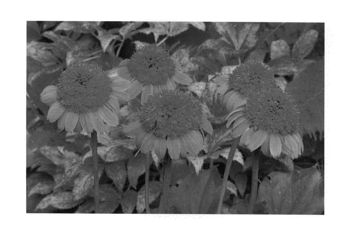 Figure 1 of US plant patent PP22132, the photograph of TNGD printed in the patent.