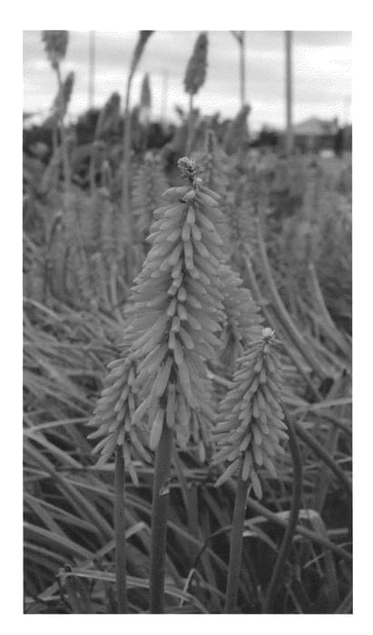 Figure 1 of US plant patent PP22134, the photograph of Elvira printed in the patent.