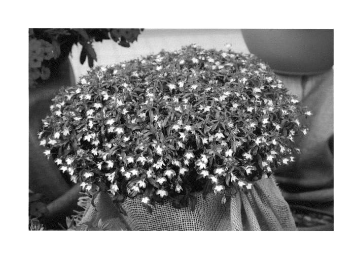 Figure 1 of US plant patent PP22135, the photograph of Weslosu printed in the patent.