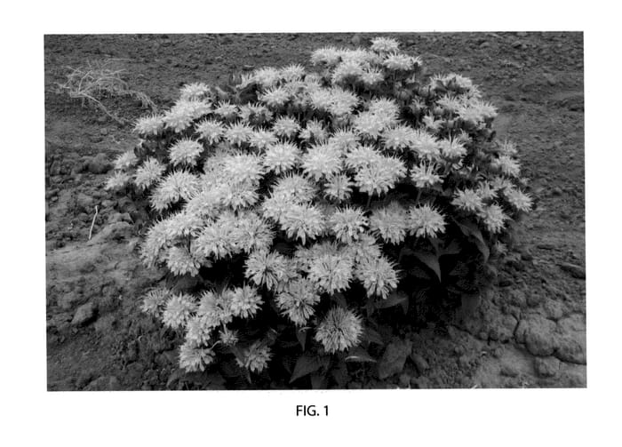 Figure 1 of US plant patent PP22136, the photograph of MCmum printed in the patent.