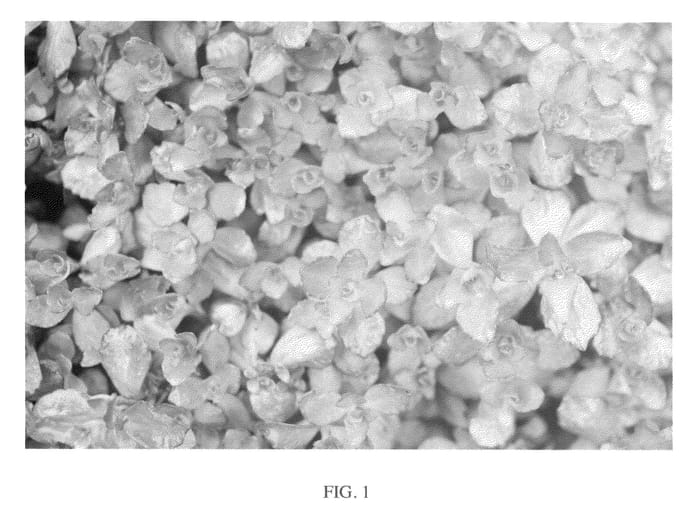 Figure 1 of US plant patent PP22137, the photograph of Nonol printed in the patent.