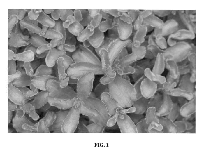 Figure 1 of US plant patent PP22138, the photograph of Nonia printed in the patent.