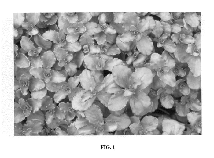 Figure 1 of US plant patent PP22139, the photograph of Nonef printed in the patent.