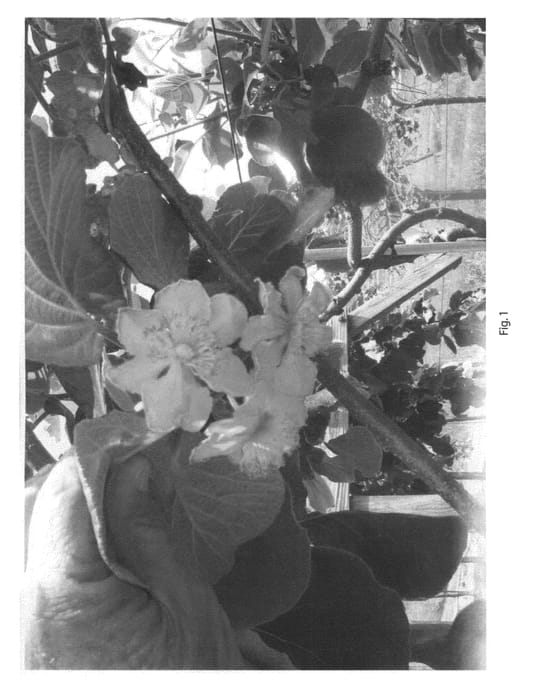 Figure 1 of US plant patent PP22140, the photograph of Au Golden Tiger printed in the patent.