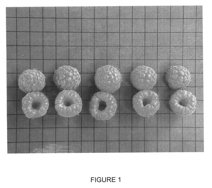 Figure 1 of US plant patent PP22141, the photograph of NR7 printed in the patent.