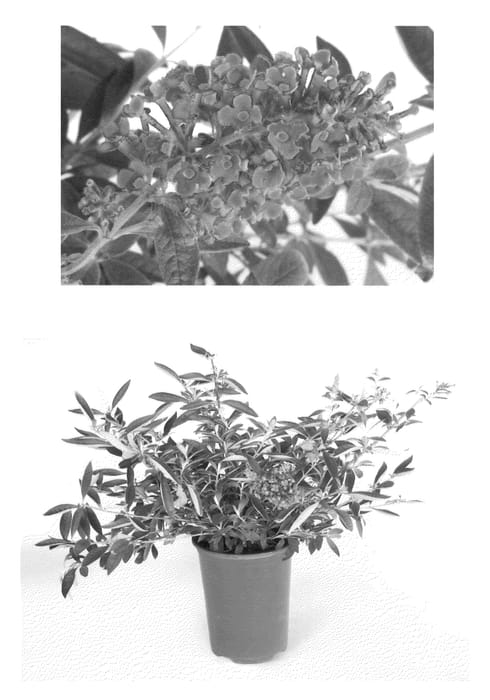 Figure 1 of US plant patent PP22142, the photograph of Podaras #6 printed in the patent.