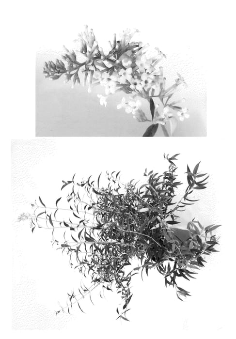 Figure 1 of US plant patent PP22143, the photograph of Podaras #15 printed in the patent.