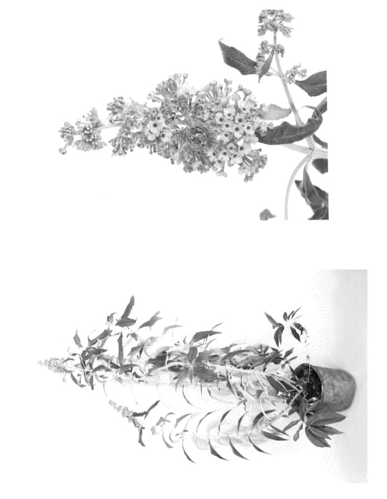 Figure 1 of US plant patent PP22144, the photograph of Podaras #5 printed in the patent.
