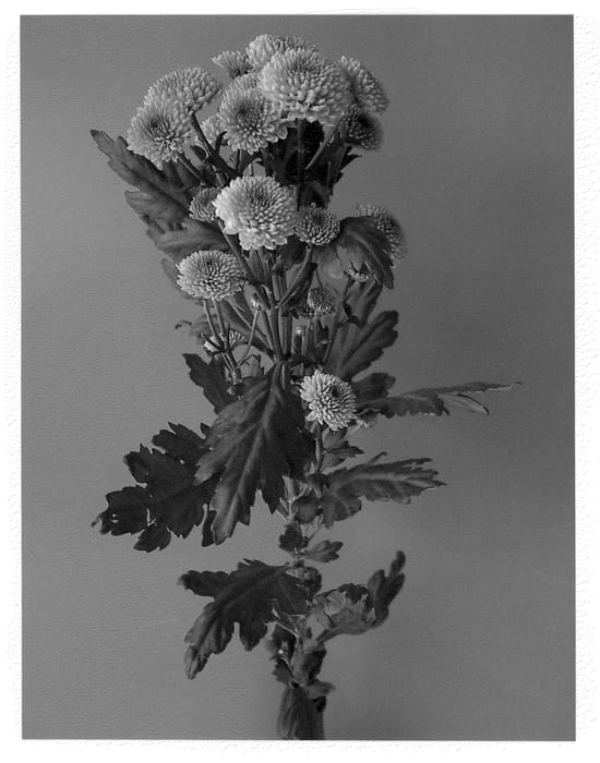 Figure 1 of US plant patent PP22145, the photograph of Dekpaddy printed in the patent.