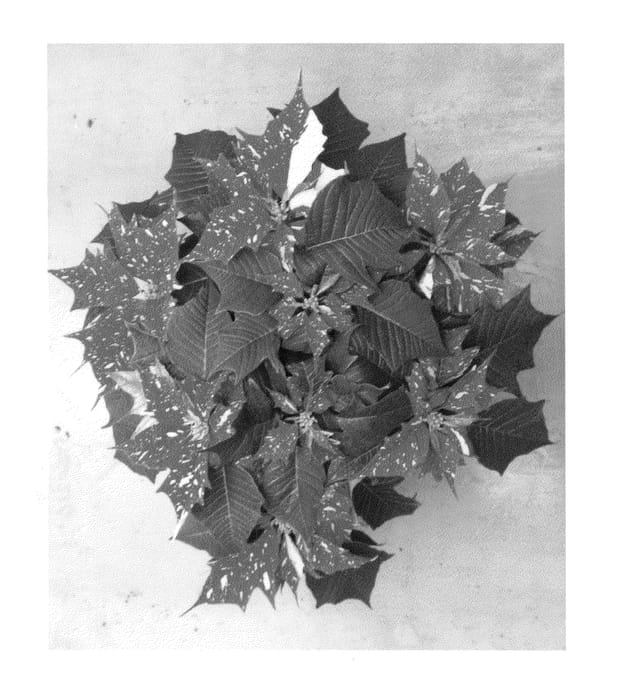 Figure 1 of US plant patent PP22146, the photograph of SYEP216 printed in the patent.