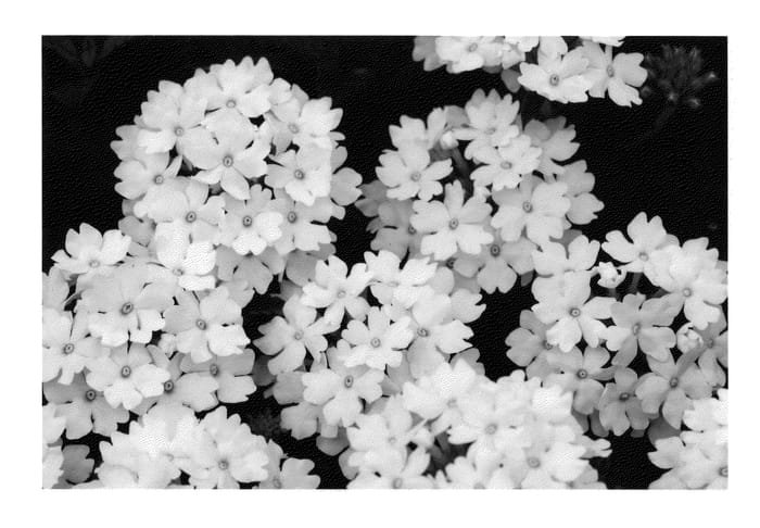 Figure 1 of US plant patent PP22147, the photograph of KLEVP09390 printed in the patent.