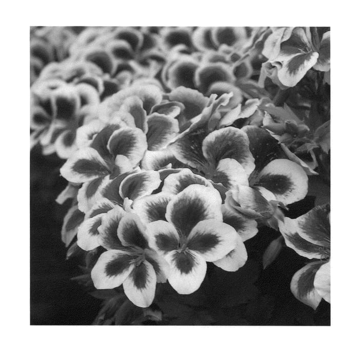 Figure 1 of US plant patent PP22148, the photograph of Kuegrapurpi printed in the patent.