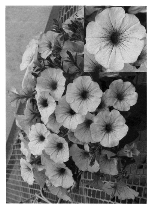 Figure 1 of US plant patent PP22149, the photograph of Petpinve printed in the patent.