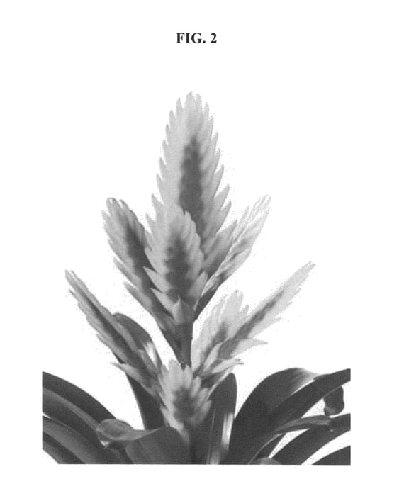 Figure 2 of US plant patent PP22150, the photograph of Shine printed in the patent.