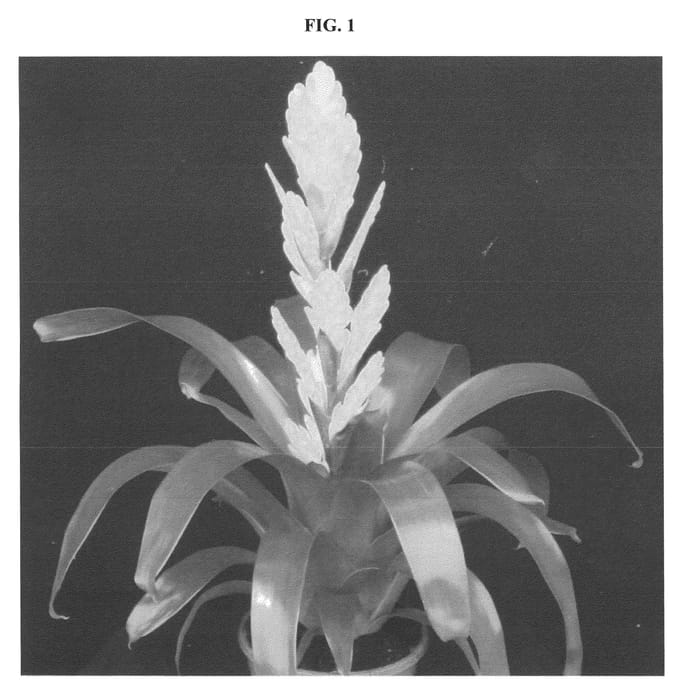 Figure 1 of US plant patent PP22151, the photograph of Vision printed in the patent.