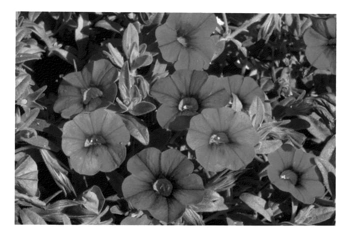 Figure 1 of US plant patent PP22152, the photograph of KLECA09172 printed in the patent.