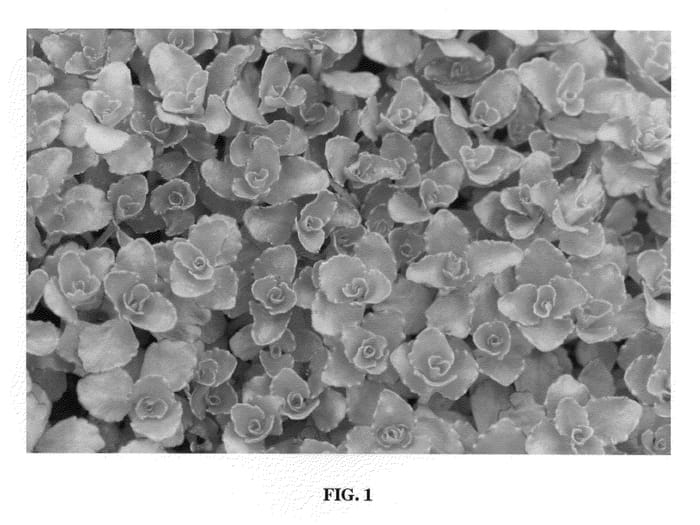 Figure 1 of US plant patent PP22153, the photograph of Noner printed in the patent.