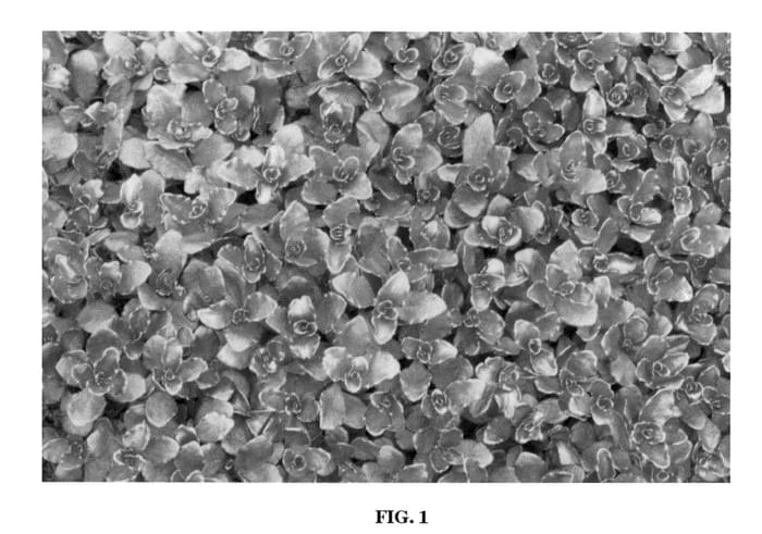 Figure 1 of US plant patent PP22154, the photograph of Nonov printed in the patent.