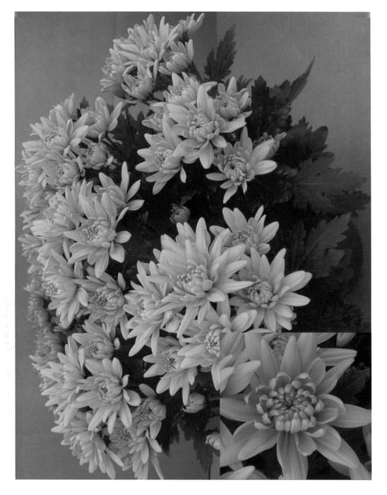 Figure 1 of US plant patent PP22155, the photograph of Synhony Durango printed in the patent.