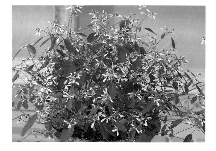 Figure 1 of US plant patent PP22156, the photograph of GL Manaus printed in the patent.