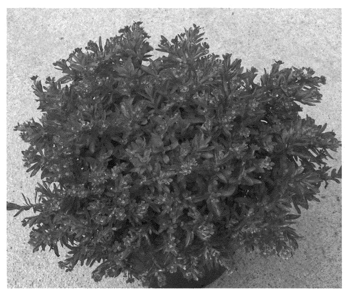 Figure 1 of US plant patent PP22157, the photograph of Magenta Border printed in the patent.