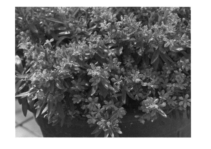 Figure 1 of US plant patent PP22158, the photograph of Southern Border printed in the patent.