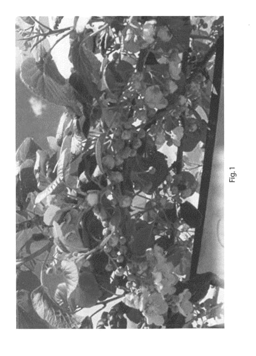 Figure 1 of US plant patent PP22159, the photograph of AU Golden Sunshine printed in the patent.