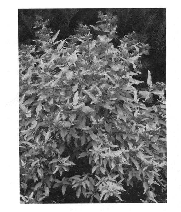 Figure 1 of US plant patent PP22160, the photograph of Janice printed in the patent.