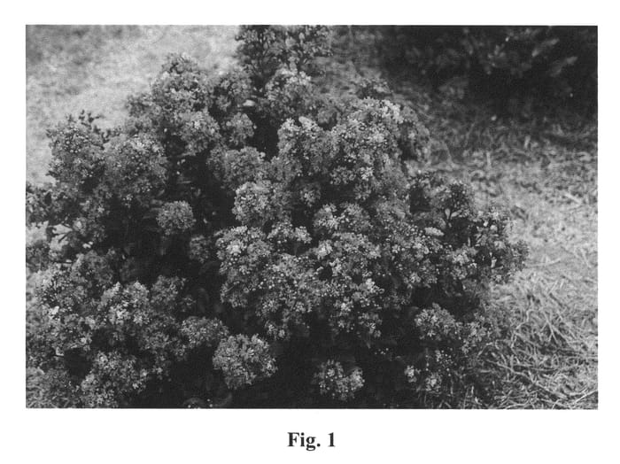 Figure 1 of US plant patent PP22161, the photograph of Gamad VI printed in the patent.