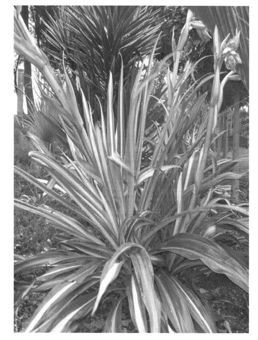 Figure 1 of US plant patent PP22162, the photograph of BESYS printed in the patent.