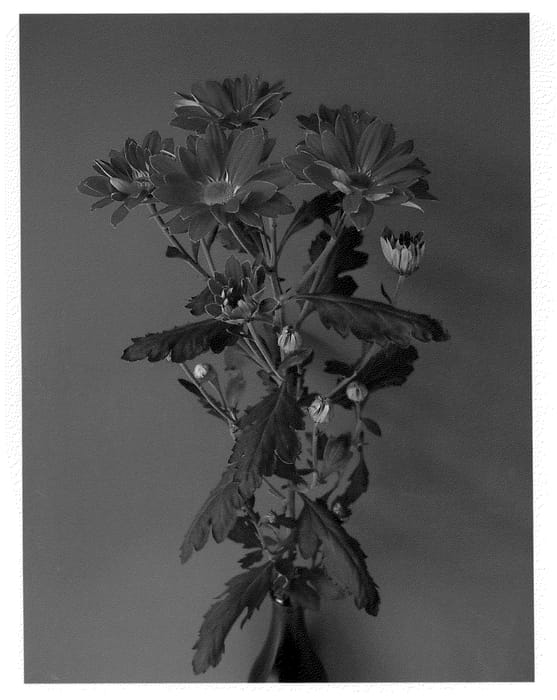 Figure 1 of US plant patent PP22163, the photograph of Dektoshka Red printed in the patent.