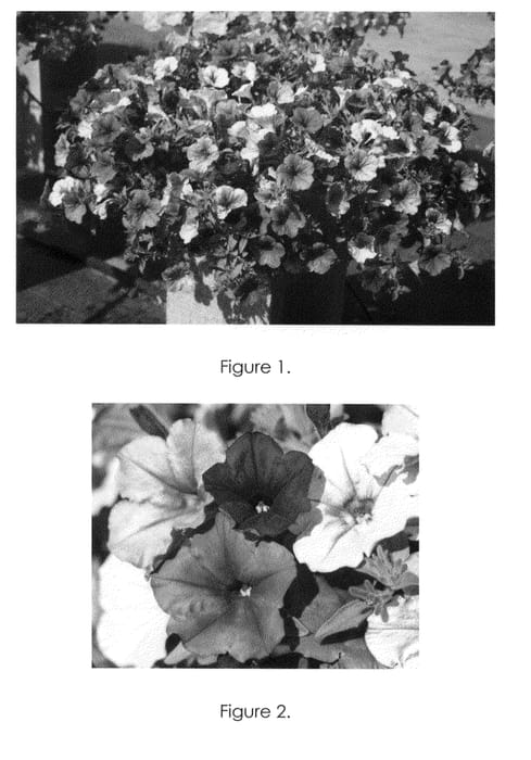 Figure 1 of US plant patent PP22164, the photograph of Whip Amth printed in the patent.